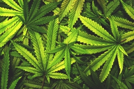 Marijuana - Drug Crime Defense in Buffalo